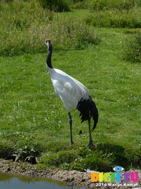 FZ006188 Crane (Grus grus)